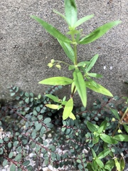 Oldenlandia corymbosa