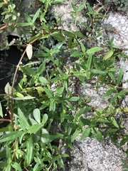 Oldenlandia corymbosa