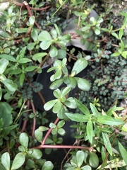 Portulaca oleracea