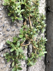 Portulaca oleracea