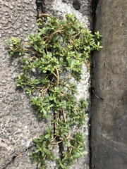 Portulaca oleracea