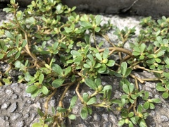 Portulaca oleracea
