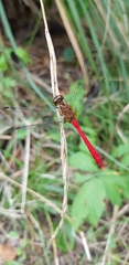 Sympetrum eroticum eroticum