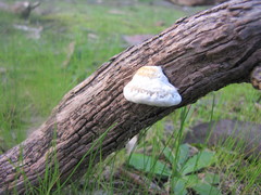 Postia pelliculosa