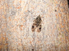 Dichoptera hyalinata