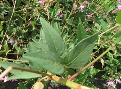 Desmodium paniculatum