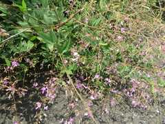 Desmodium paniculatum