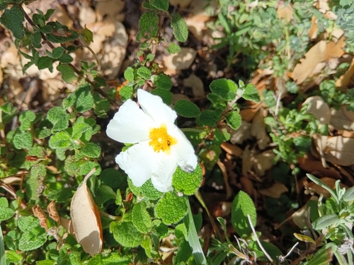 Avistamiento Cistus salviifolius