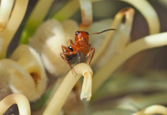 Opisthopsis haddoni rufoniger