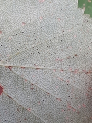 Phyllactinia betulae