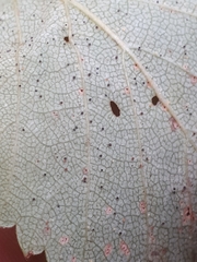 Phyllactinia betulae