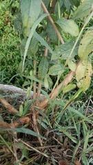 Oenothera chicaginensis