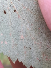 Phyllactinia betulae