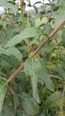 Oenothera chicaginensis