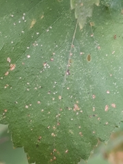 Phyllactinia betulae
