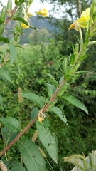 Oenothera chicaginensis