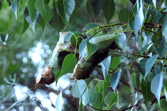 Dichocrocis clytusalis