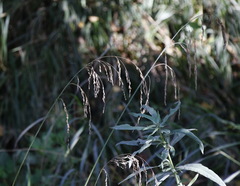 Glyceria arundinacea