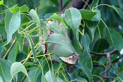 Dichocrocis clytusalis