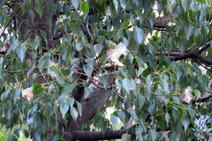 Dichocrocis clytusalis