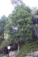 Dichocrocis clytusalis