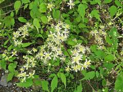 Clematis brevicaudata