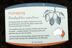 Dichocrocis clytusalis