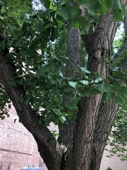 Ginkgo biloba