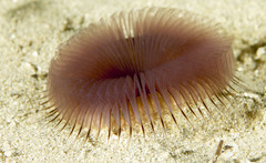 Myxicola
