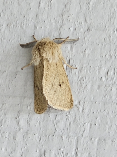 Wandering Tiger Moth photo 4