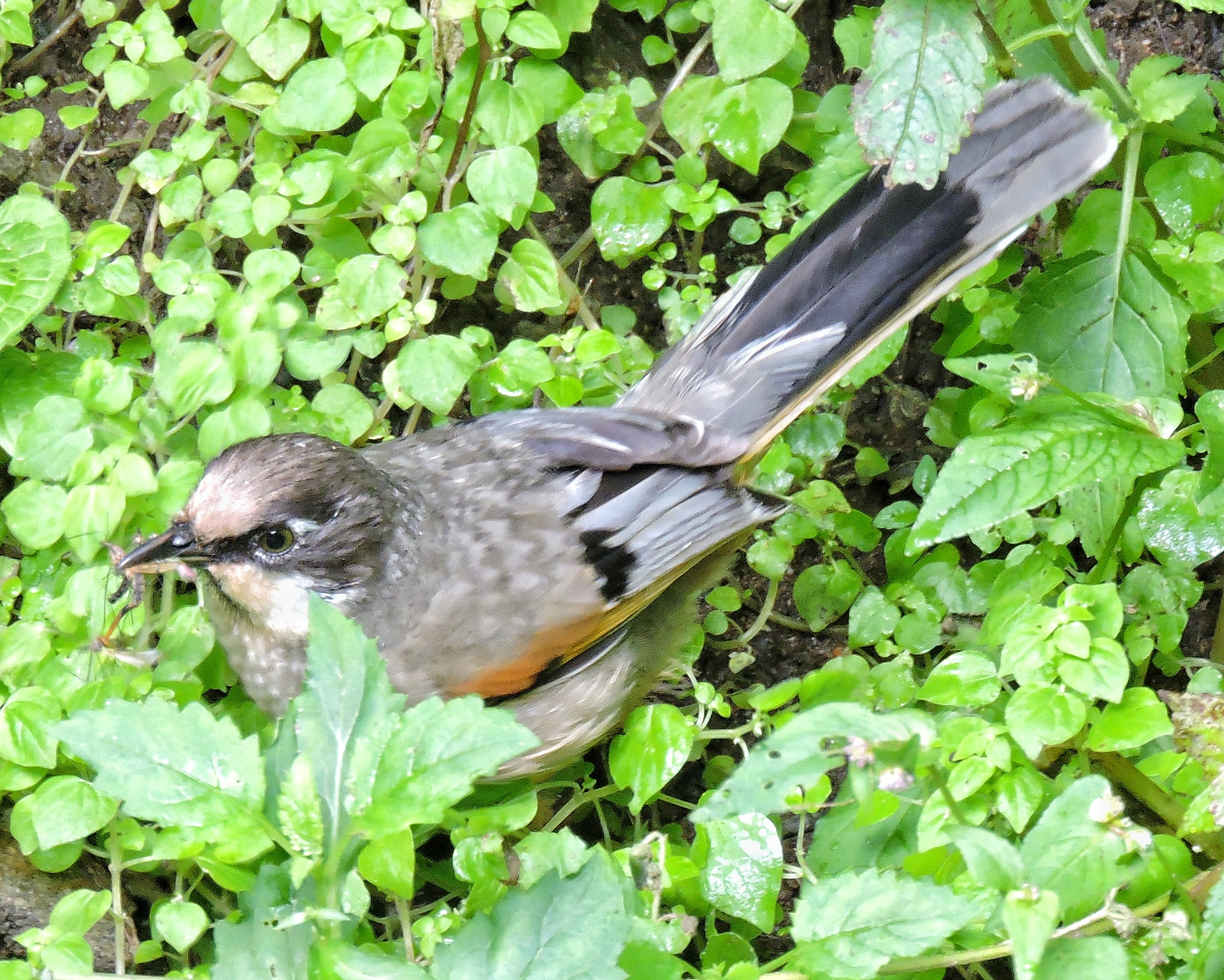 Variegated Laughingthrush
