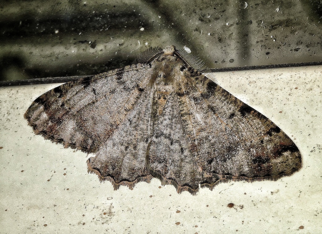 Lassaba cervina