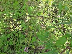 Clematis brevicaudata