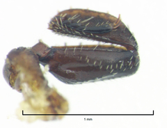 Microchaetes