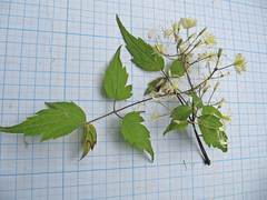 Clematis brevicaudata