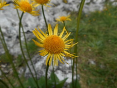 Doronicum