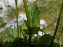 Doronicum