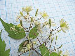 Clematis brevicaudata