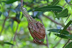 Dichocrocis clytusalis