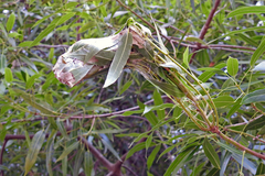Dichocrocis clytusalis