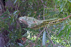 Dichocrocis clytusalis