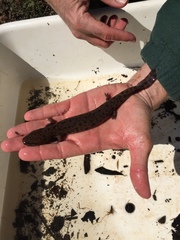 Necturus beyeri