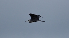 Ardea cinerea