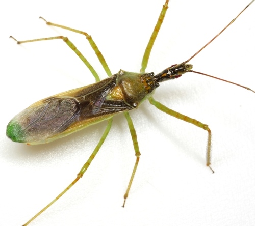 Leafhopper Assassin Bug