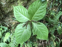 Chloranthus oldhamii