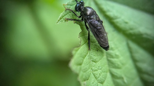 violet black-legged robber fly, Noordwijkerhout, Nederland, photo 6 of 10