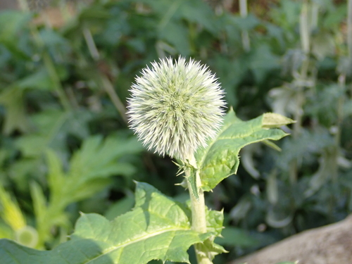 Tall globethistle (Echinops exaltatus)