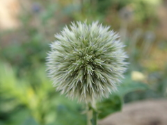 Echinops exaltatus