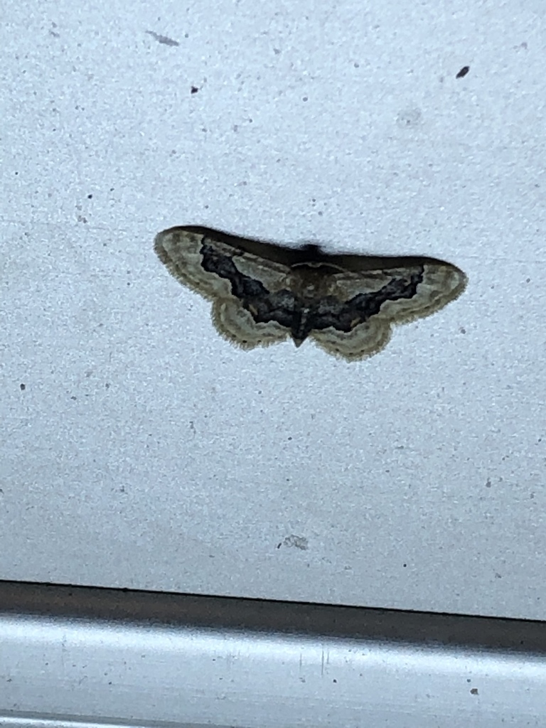 Idaea occidentaria