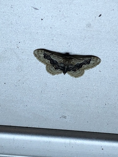 Idaea occidentaria